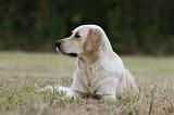 GOLDEN RETRIEVER 942